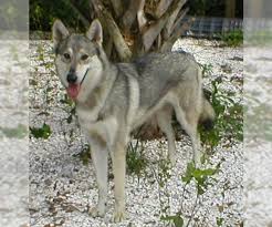 Browse our available selection of happy, healthy puppies ready to be adopted by a loving family. Alaskan Malamute Puppies For Sale Near Salt Lake City Utah Usa Page 1 10 Per Page Puppyfinder Com