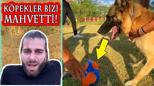 Kopek Korkusu Yenme Challange Kangal Pitbull Rottweiler Cane Corso Ya Karsi Inanoglu Challange Youtube