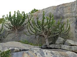 Image result for Euphorbia cooperi