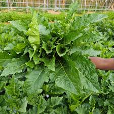 Image result for Solanum macrocarpon