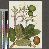 Image result for Vangueriopsis lanciflora