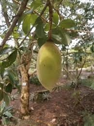 Previously classified within the family bombacaceae. Discovery Garden Thai Baobab Trees Slowly Come Of Age Discovery Garden