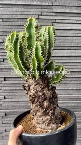 Image result for Euphorbia mlanjeana