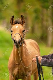 The skin of a buck or deer. Portrait Of Buckskin Foal The Horse With Looks Funny In The Stock Photo Picture And Royalty Free Image Image 159598484