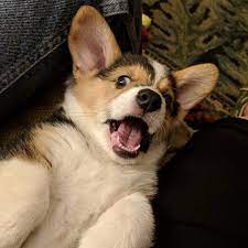 A pembroke welsh corgi generally lives 12 to 14 years. Corgis For Sale In Wisconsin