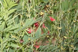 Image result for Tephrosia noctiflora