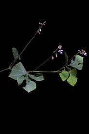 Image result for Dolichos trilobus