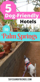 5 Dog Friendly Hotels In Palm Springs California In 2020 Dog Friendly Hotels Palm Springs Hotels Dog Friends