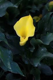 Image result for Zantedeschia