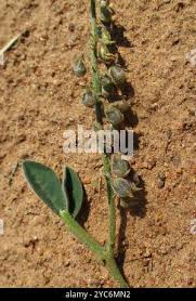 Image result for Crotalaria sphaerocarpa
