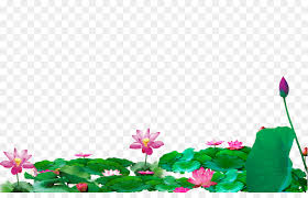 Nama ilmiah dari bunga teratai adalah nymphaea , berasal dari bahasa yunani nimfa, menurut mitologi yunani dan romawi kuno artinya mendiami mata air, sumur, dan saluran air. Kolam Teratai Men Download Kolam Gambar Png