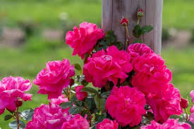 These Disease Resistant Climbers Will Cover A Trellis Or Wall With Spectacular Color All Season Long In 2020 Climbing Roses Planting Roses Beautiful Roses