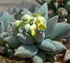 We did not find results for: Pachyphytum Wikipedia