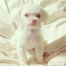 The Difference Between Albino Dogs And White Dogs Dogster