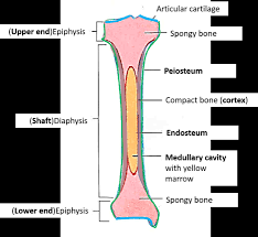 The tough membrane covering the shaft of the bone. Blood Supply Of Long Bone Primary Category Anatomy Qa