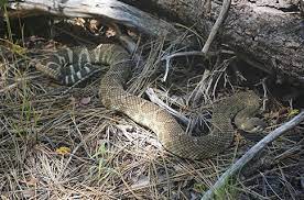 Maybe you would like to learn more about one of these? Snakes On A Trail Tips For Hiking In Rattlesnake Country Blog Learn Sonoma County Regional Parks