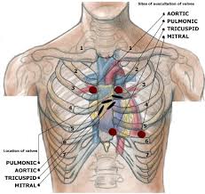 These diagrams are also professionally utilized to display complex mathematical concepts by professors, classification in science, and develop sales strategies in the business industry. Chest Area Anatomy Anatomy Drawing Diagram