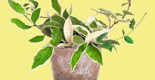We did not find results for: Hoya Carnosa Krimson Queen Caring For The Variegated Hoya