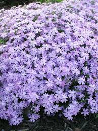 Phlox Blue Bluestone Perennials Flowers Perennials Creeping Phlox Perennials
