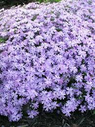 Many groundcovers and herbs love full sun exposure and work well in border plantings or in the front of beds. Phlox Blue Bluestone Perennials Flowers Perennials Creeping Phlox Phlox Flowers