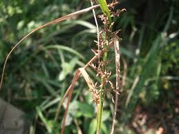 Image result for Carex steudneri