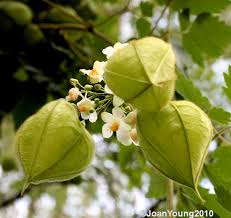 Image result for Cardiospermum grandiflorum