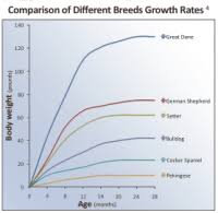 Labrador Growth Chart Dogs 2017 Price Of Miniature