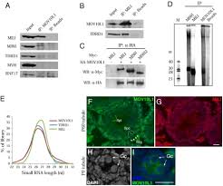 You can unsubscribe at any time by clicking on the unsubscribe link in each newsletter. Mouse Mov10l1 Associates With Piwi Proteins And Is An Essential Component Of The Piwi Interacting Rna Pirna Pathway Abstract Europe Pmc
