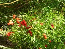 Image result for Asparagus botswanicus