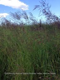 Image result for Capillipedium