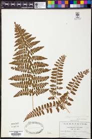 Image result for Athyrium lewalleanum