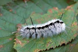 Check spelling or type a new query. Stinging Caterpillar Season Starts Agrilife Today