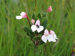 Image result for Impatiens assurgens