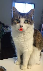 Request any service, anywhere with intently.co. Kitty Enchanting Tiny Long Haired Cat 4 Supplies Included Las Vegas Nevada Pet Re Homing Pet Adoptions Pet Taxi Services Pet Cleaning