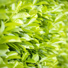 We did not find results for: Prunus Laurocerasus Rotundifolia Pallet Of 30 Plants Bowhayes Trees Store
