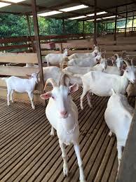 Kos menyediakan kandang kambing ini sekitar rm2,000. Kambing Sihat Hasilnya Pun Lazat Zmfarm