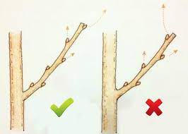 Organele pomilor fructiferi si functiile de aceea, livrarea pomilor fructiferi se realizeaza toamna sau primavara cand acestia se afla in repaus. Curatarea Pomilor Fructiferi Cum Si Cand Se Face