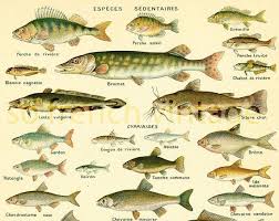 1922 Antique Fish Print Vintage Fish Farming Illustration Antique Fish Lithograph Aquaculture Larousse Encyclopedia Illustration Poisson Animaux Basse Cour