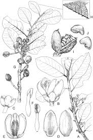 Image result for Pittosporaceae