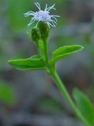 Image result for Chromolaena