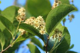 Image result for Homalium