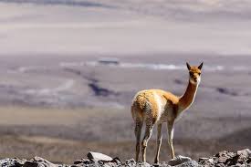 They have longer heads than the similar but more delicate vicuña. Know Your Camelid Is It A Llama Alpaca Guanaco Or Vicuna Sa Expeditions