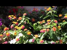 We did not find results for: 15 Impressive Florida Perennials You May Love
