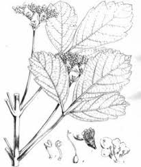 Image result for Vitex madiensis