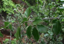 Image result for Ochna inermis