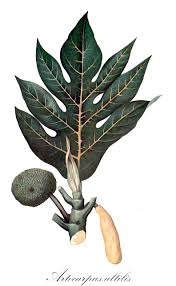 Image result for Moraceae