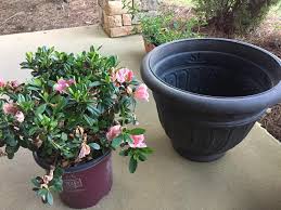 Ask A Question Forum Azalea Potting Garden Org