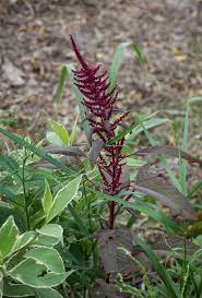 Amaranthus Hypochondriacus Cocks Comb Lady Bleeding Love Lies Bleeding Pile Wort Prince Of Wales Feather Prince S Feather Prince S Feather Red Cocks Comb North Carolina Extension Gardener Plant Toolbox