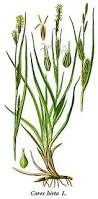 Image result for Carex steudneri