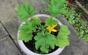 Les courgettes peuvent être cultivées en pots à condition d'utiliser des. Comment Cultiver La Courgette En Pot Sans Accroc